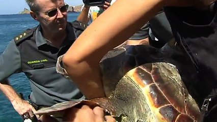 Noticia | Devuelven al mar una tortuga después de dos años de recuperación