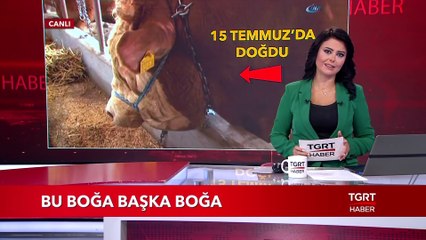 Bu Boğa Başka Boğa