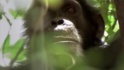 National Geographic Animals - How Intelligent Really are Apes?