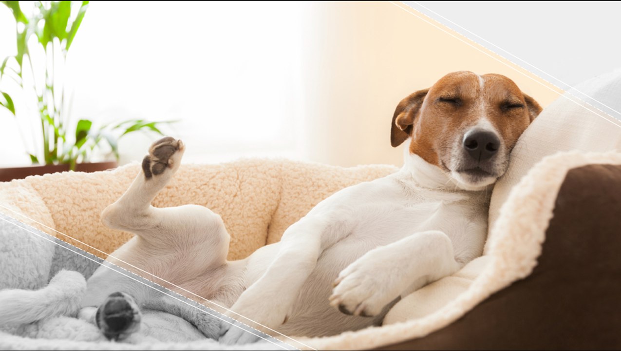 What Do Dogs Dream About?