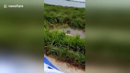 Alligator devours one of its own in Florida lake