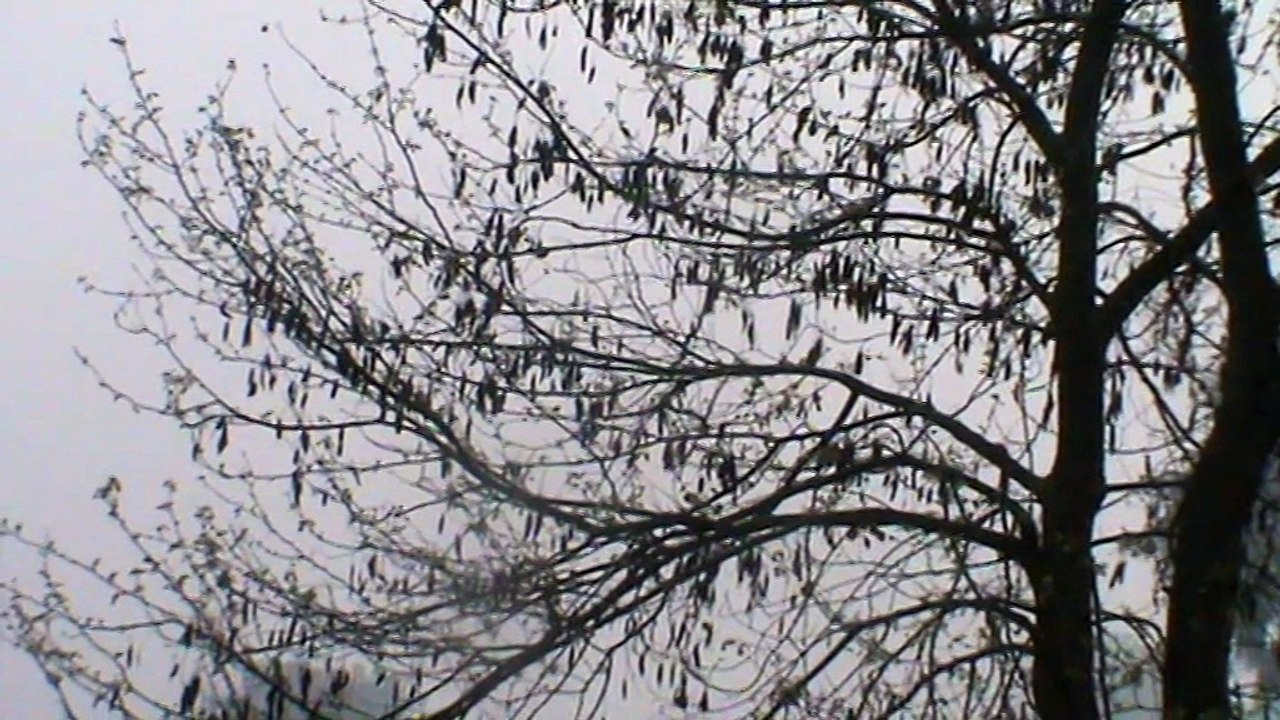nature video