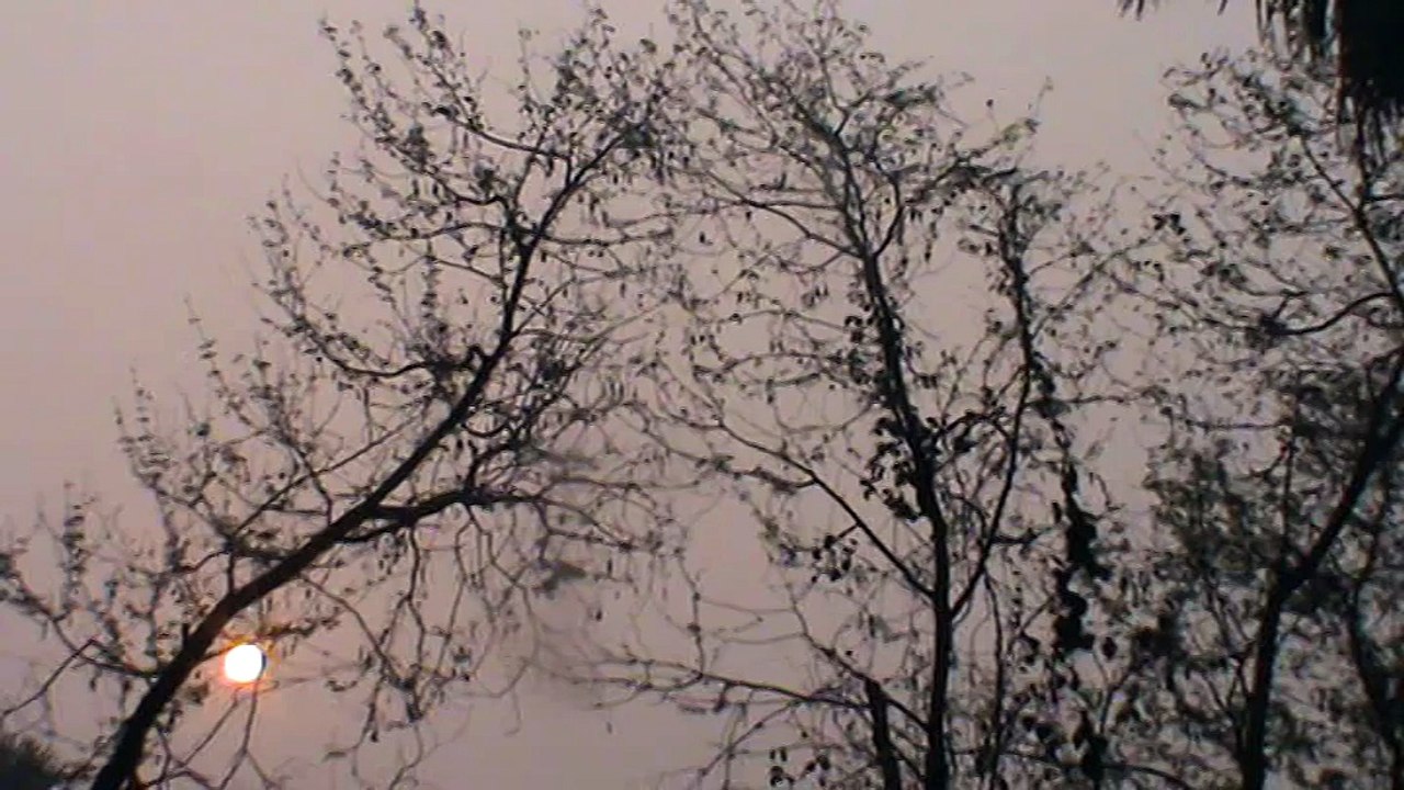 nature video