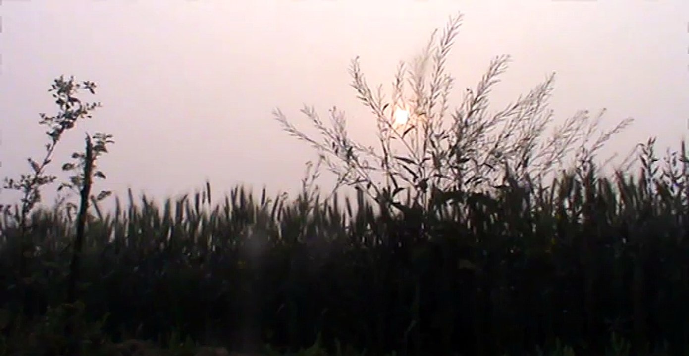 beautiful natural video