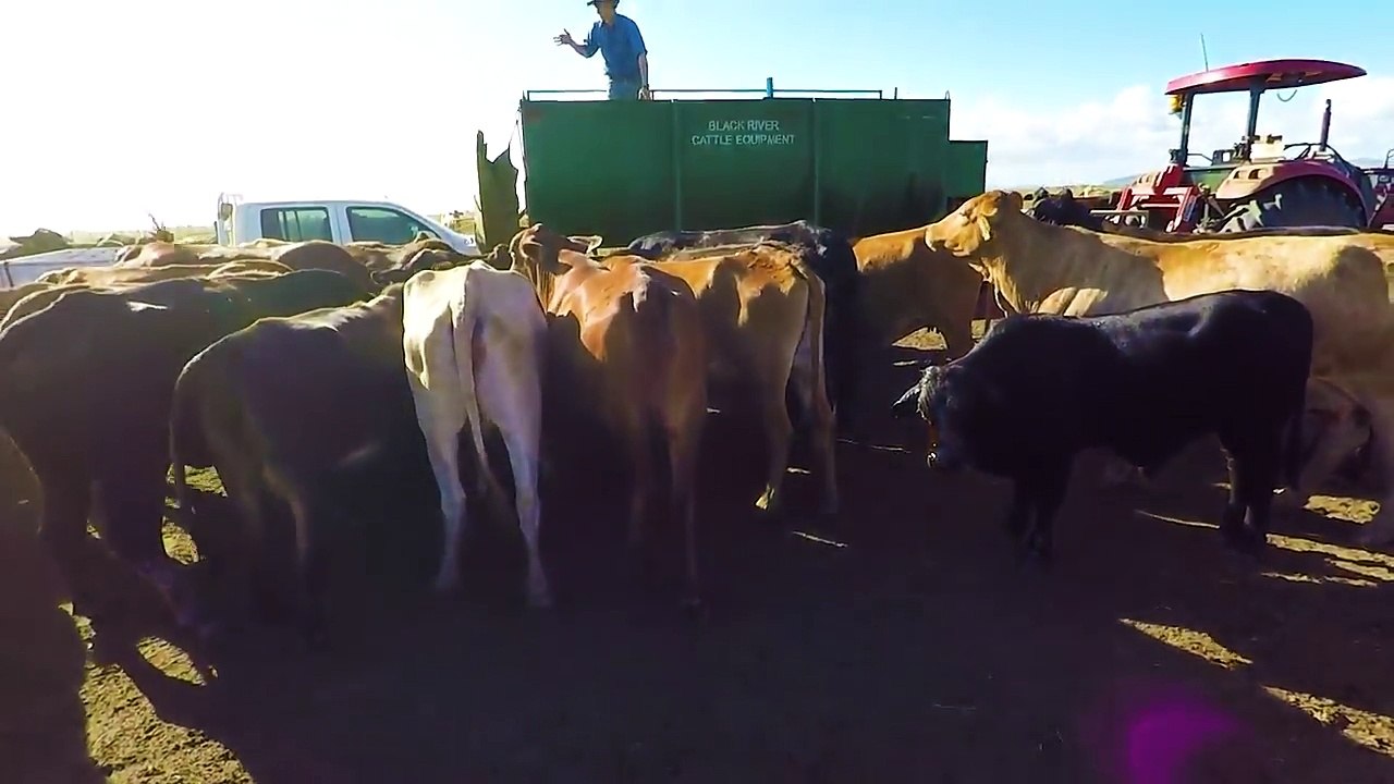 Concert de DJ devant.. un troupeau de vaches !