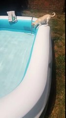 Chihuahua : il reste coincé dans la piscine gonflable, trop petit pour ressortir !