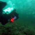 Piégés dans un banc de méduses ces plongeurs s'en échappent par miracle !