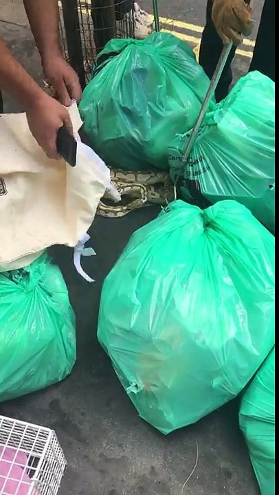 Enorme serpent dans les rues de Londres, retrouvé entre les poubelles dans la rue !