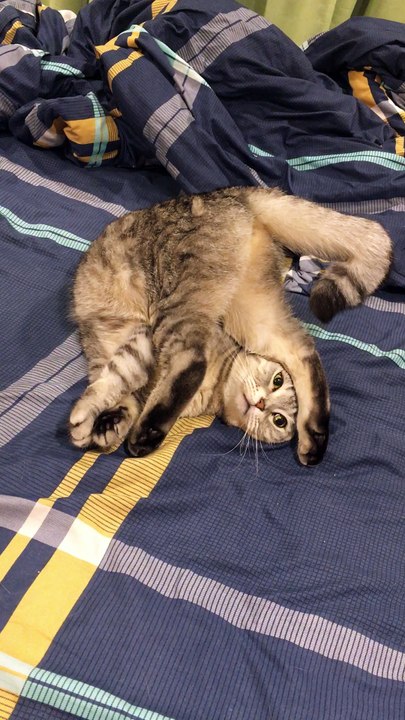 Cat Relaxes in Strange Position