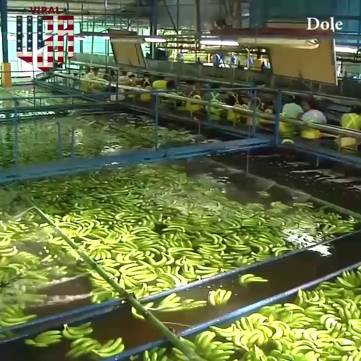 Mbledhja e bananave