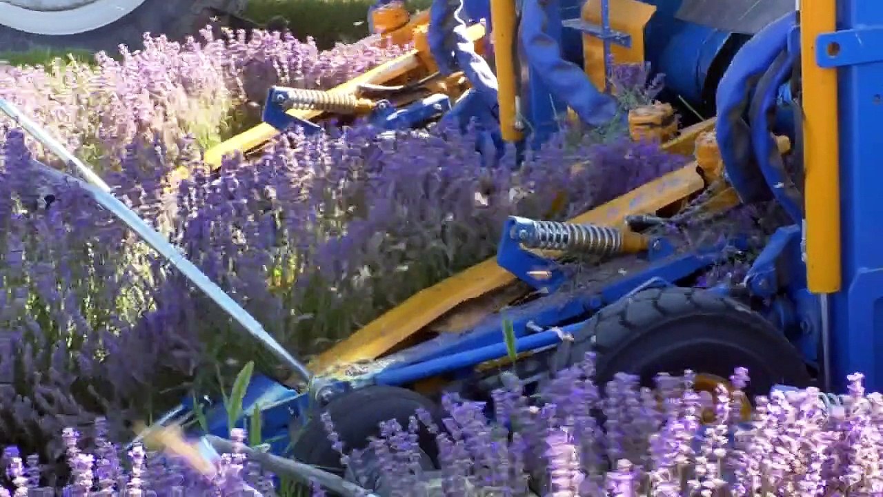 Alpes-de-Haute-Provence : le dépérissement, le problème  principal des champs de lavande