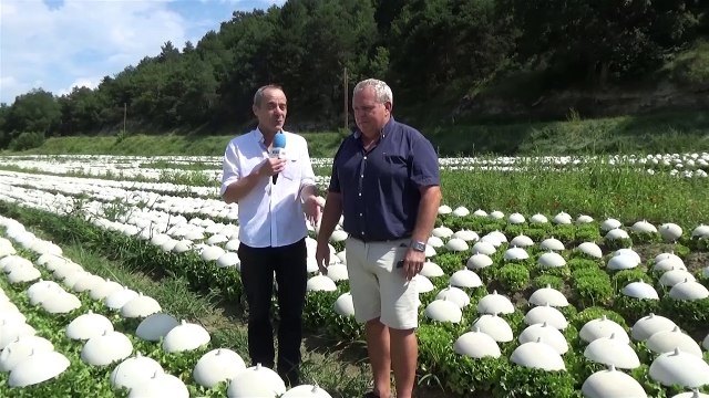 Alpes-de-Haute-Provence : à Mane, chaque année trois millions de salades se ramassent à la chaîne