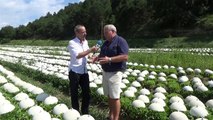 Alpes-de-Haute-Provence : Mais à quoi servent donc ces milliers de cloches installés sur les salades entre Mane et Forcalquier ?