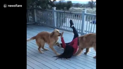 Dogs so excited to see owner that they knock her down