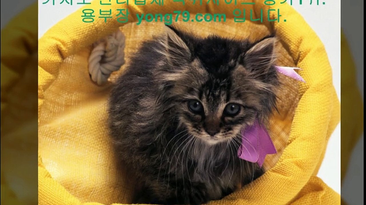 놀이터사이트 ◆【【 yong79。ＣOM 】】◆ 토토총판