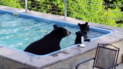 Une maman ours et ses petits viennent se rafraîchir dans une piscine