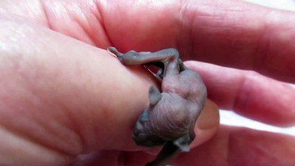 Download Video: Il sauve un bébé chauve-souris tellement adorable