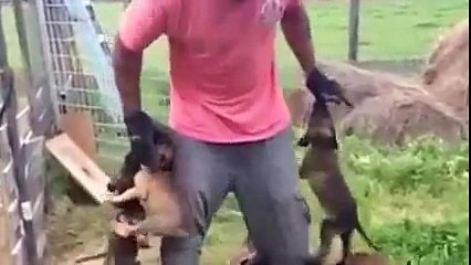 Des chiots pas très sympa avec leur maitre