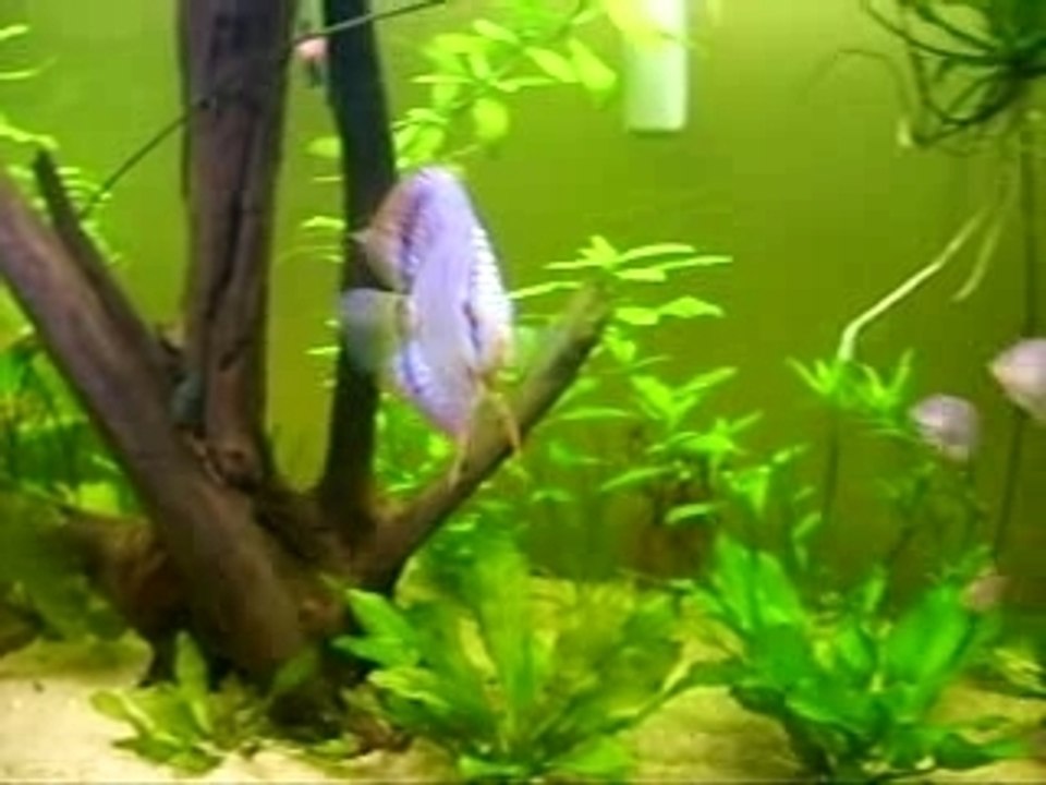 Discus Gwenn