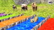Wrong Kids Colors Wild Animals Matching Game for Toddlers Gorilla Lion Tiger Bear Cheetah