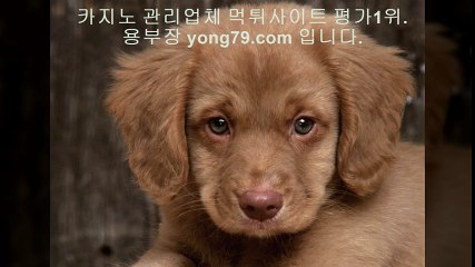 카지노사이트 ♡【【 yong79。ＣOM 】】♡ 케이토토
