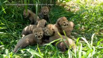 Seven Cheetah cubs born at Washington zoo