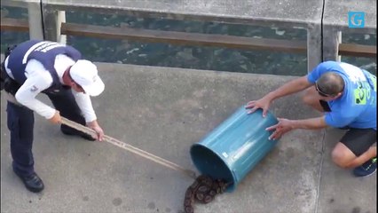 Cobra aparece no calçadão no Centro de Vitória