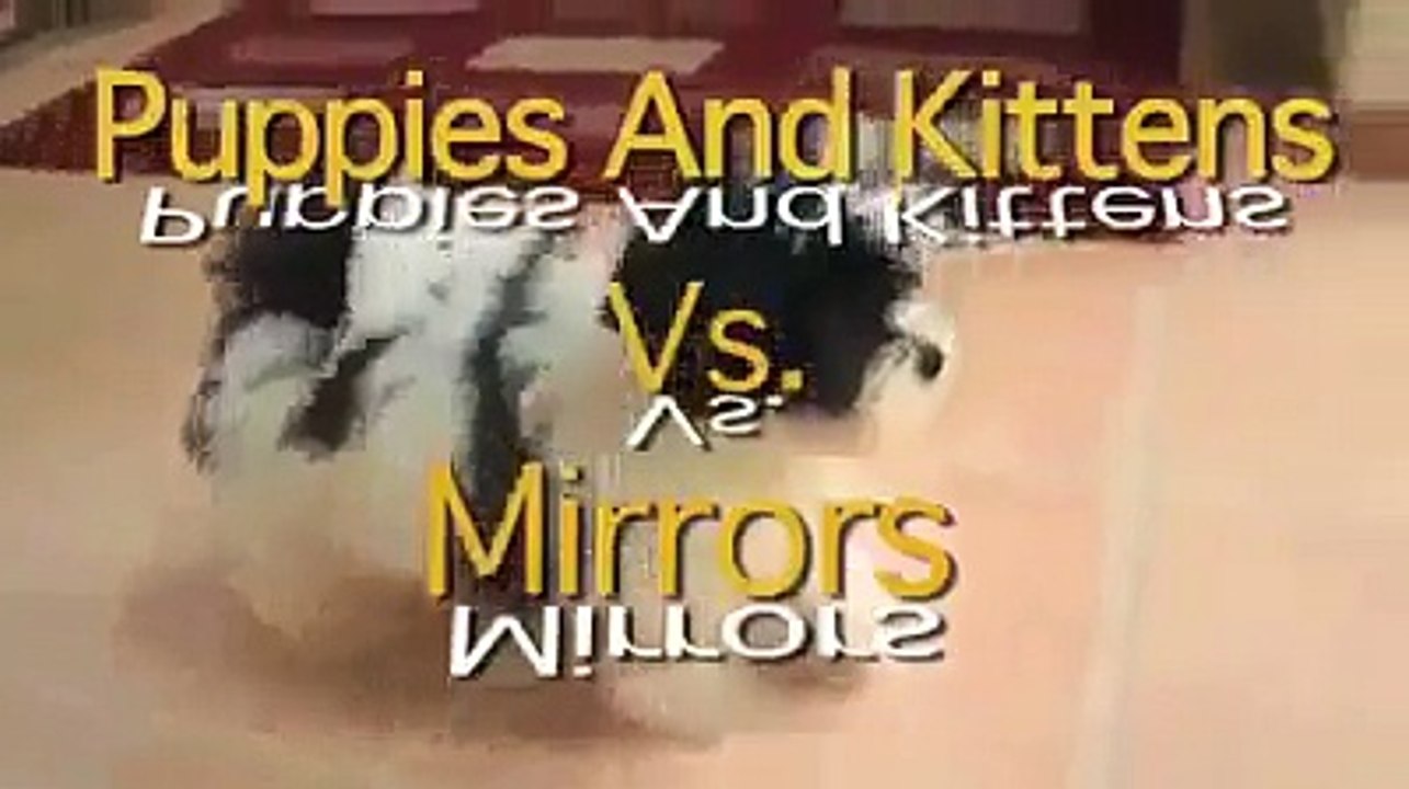 Animals Can Be Funny, they gives us pleasure. [ View more videos by clicking links in the description]