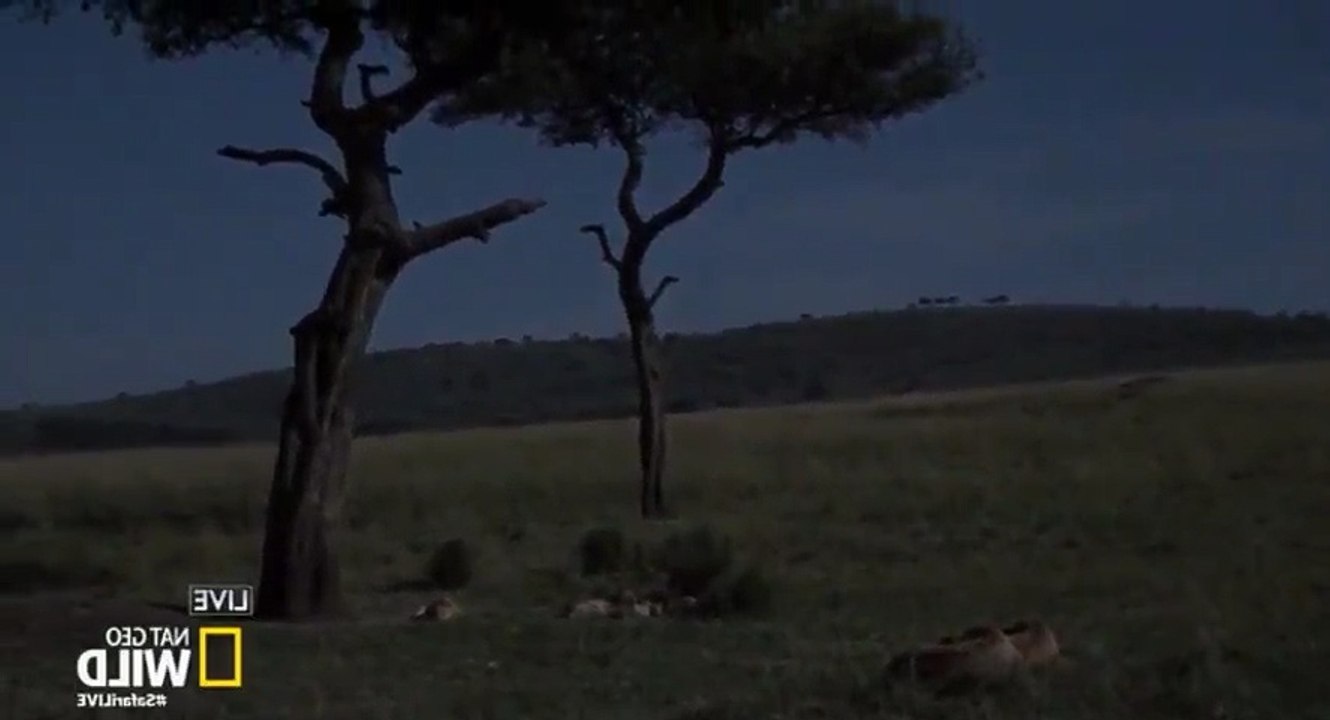 Safari Live Migration S01  E01 The Journey Begins - Part 03