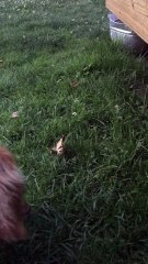 Dog Encounters a Scary Leaf