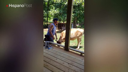 Vaca con problemas de atención le impide a su dueño hacer sus quehaceres