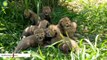 This Litter Of Seven Chirping Cheetah Cubs Is Too Cute