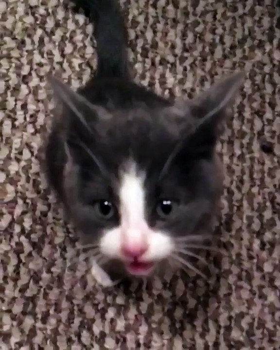 My cat is waiting for some food & funny house with kitties