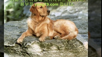 메이저토토 ●【【 yong79。ＣOM 】】● 스포츠토토