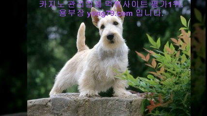 바카라사이트 ☎【【 yong79。ＣOM 】】☎ 합법토토사이트