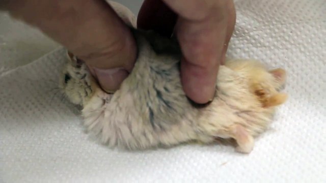 An 8-month-old dwarf hamster is paralysed by a large spinal tumour