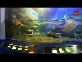 Jalan-jalan ke Kamogawa Seaworld