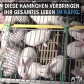 Für „Orylag-Pelz“ werden Kaninchen gequält / PETA