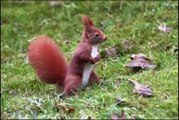 Male red squirrels kill offspring of rivals, new University of Alberta study suggests