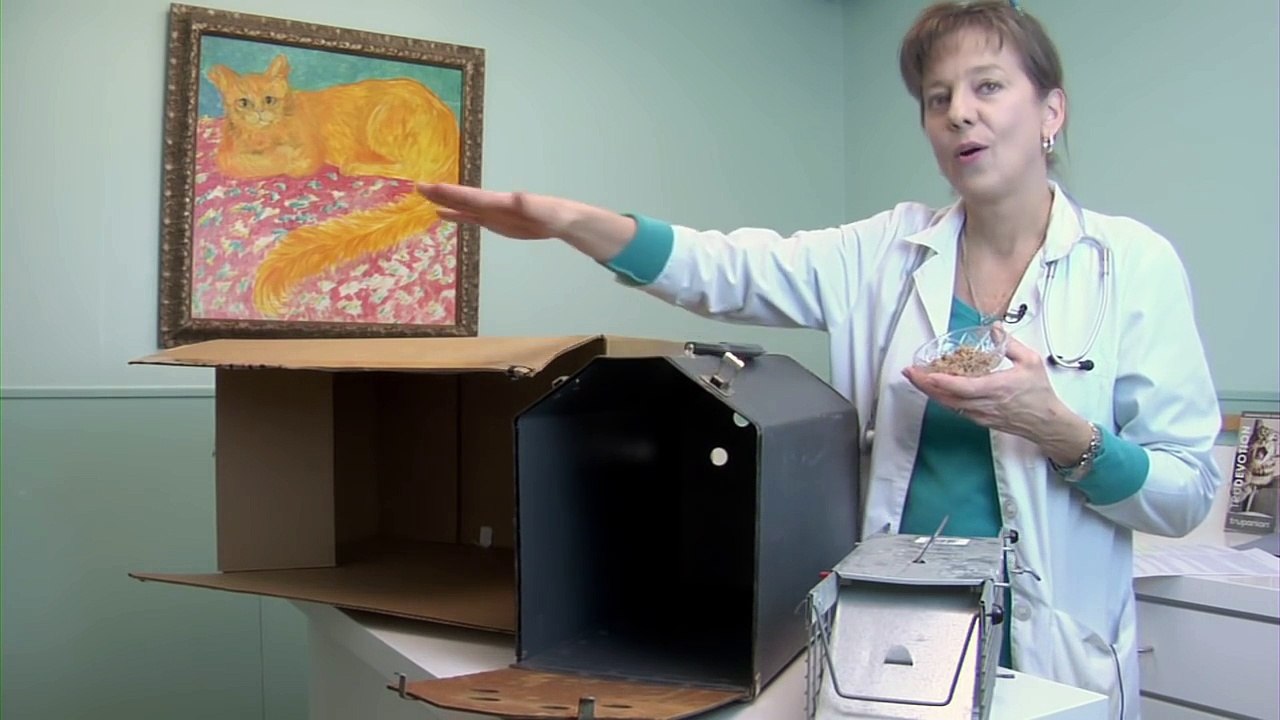 How to Catch a Stray Mother Cat With Kittens : Understanding Your Cat