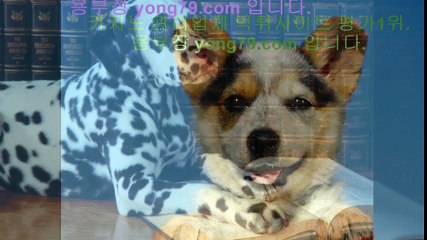 스포츠토토 ☏【【 yong79。ＣOM 】】☏ 토사장