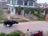 Rhino chases motorcycle in southern Nepal town
