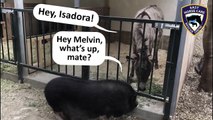 A reminder by Melvin the donkey and Isadora the pig - Easy Horse Care Rescue Centre