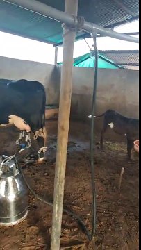 Cow milking machine at my farmhouse