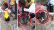 Goat Rescue Mission Viral Video | వైరల్ అవుతున్న 'గోట్ రెస్క్యూ మిషన్' వీడియో | Oneindia TElugu