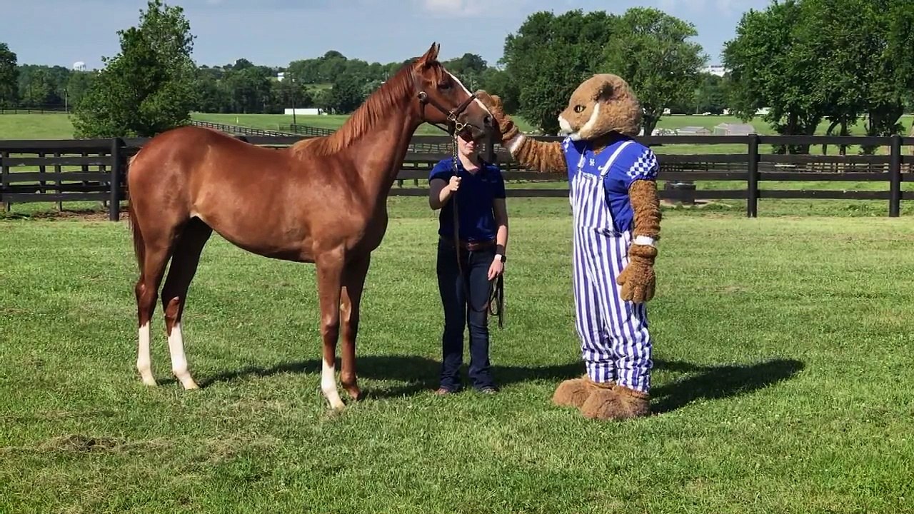 UK Highlights the Beauty and Importance of the Saddlebred
