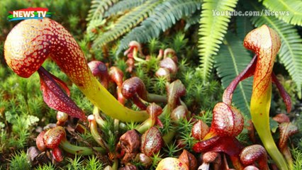 10 Thực vật ăn thịt nguy hiểm nhất hành tinh