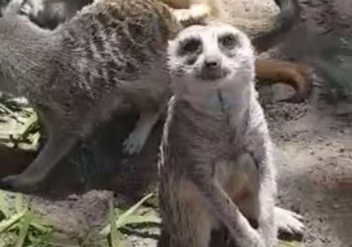 Sweet Little Meerkat Chuffed With Belly Rubs