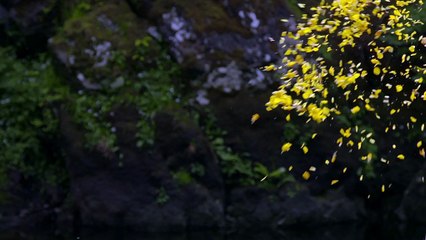 Leaning Into The Wind: Andy Goldsworthy - Trailer