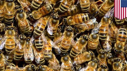 5万匹のハチに襲われ…全身を200箇所以上刺された女性 - トモニュース